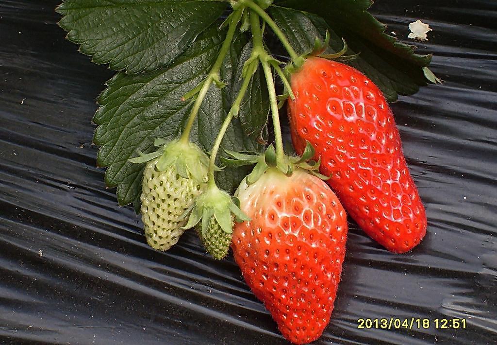 九九草莓图片