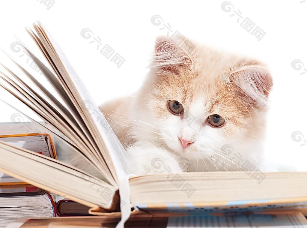爱学习的猫图片