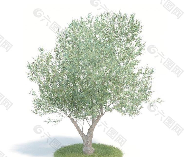 高精细度树木060 olea europaea 油橄榄