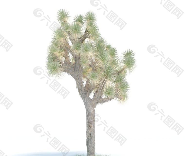 053 yucca brevifolia 短叶丝兰