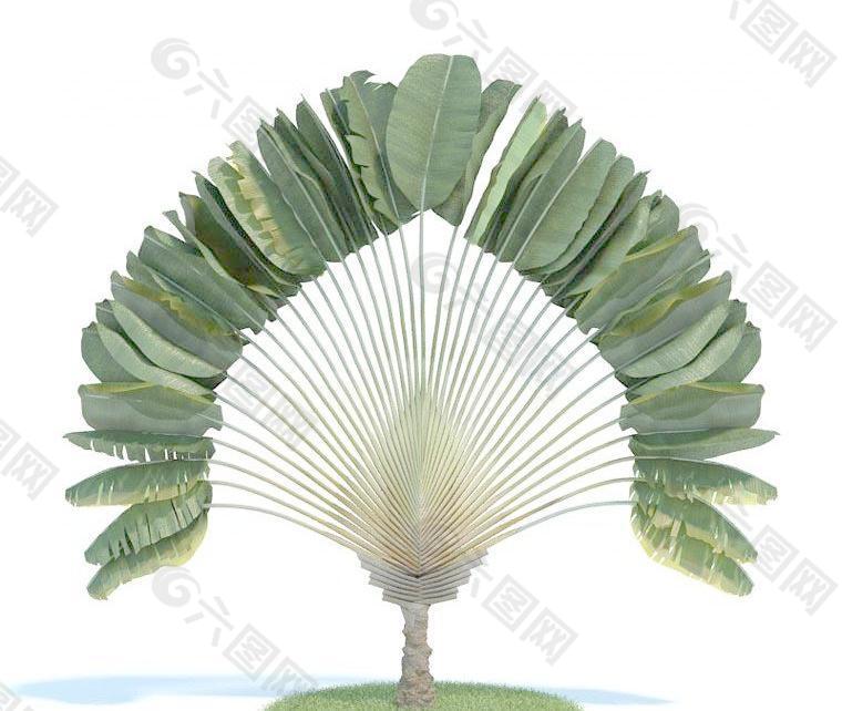 052 ravenala madagascariensis 旅人蕉