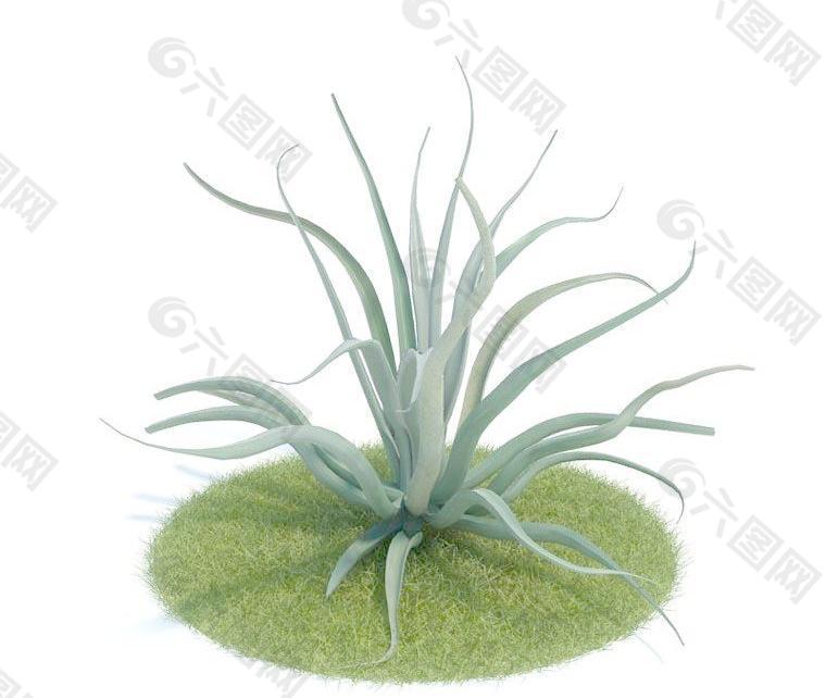 046 agave vilmoriniana 龙舌兰的一种