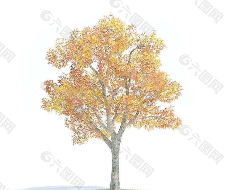 秋天的树木022 platanus autumn 悬铃木(秋季)