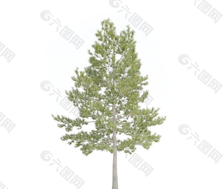 高精细树木015 loblolly pine 火炬松