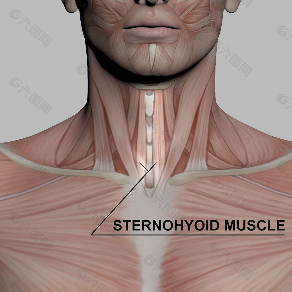 胸骨舌骨肌素材免费下载 图片编号 377 六图网