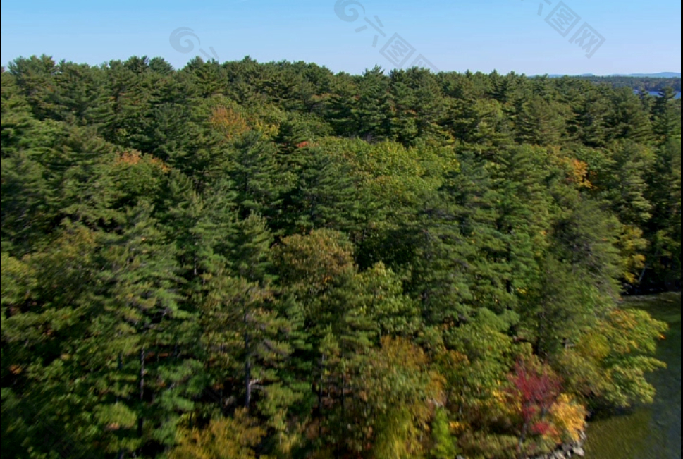 绿色森林风景