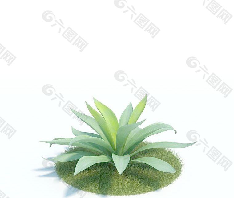 高精细植物模型001 agave 龙舌兰