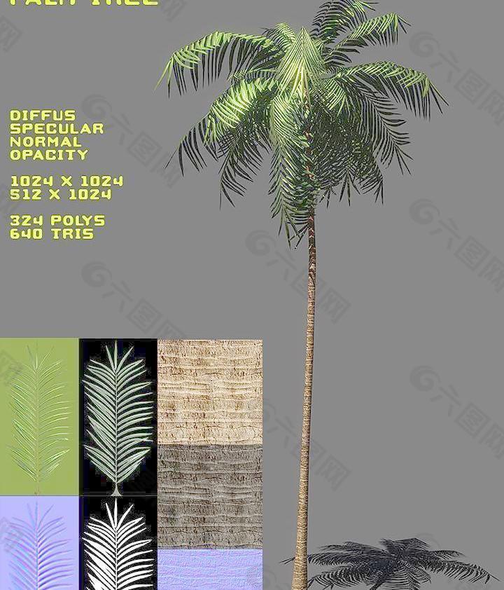Free Palm Tree Pack 棕榈树