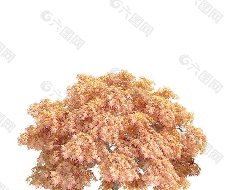 槭树 日本羽扇槭Acer japonicum(带贴图)