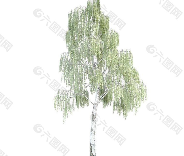 桦木树 柴桦 Betula tree(带贴图)