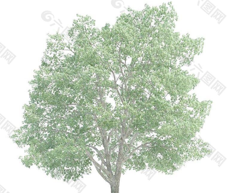 椴树 Tilia tree(带贴图)