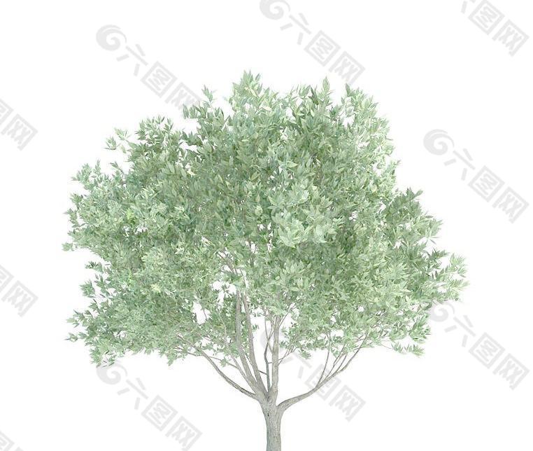 高精细油橄榄树 洋橄榄树 Olea europaea(带贴图)
