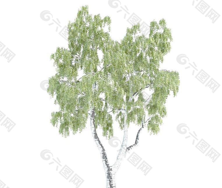 桦树betula tree(带贴图)