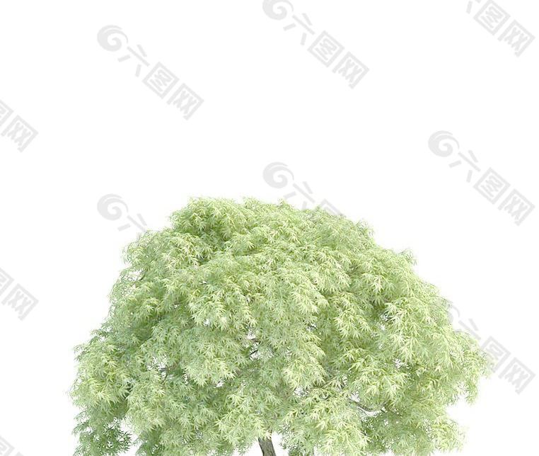 高精细鸡爪槭 acer palmatum(带贴图)