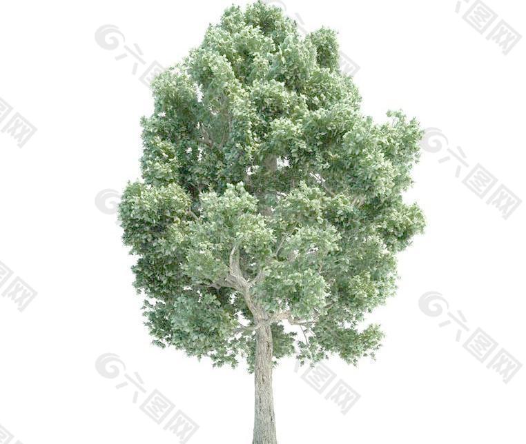 高精细槭树 Acer(带贴图)