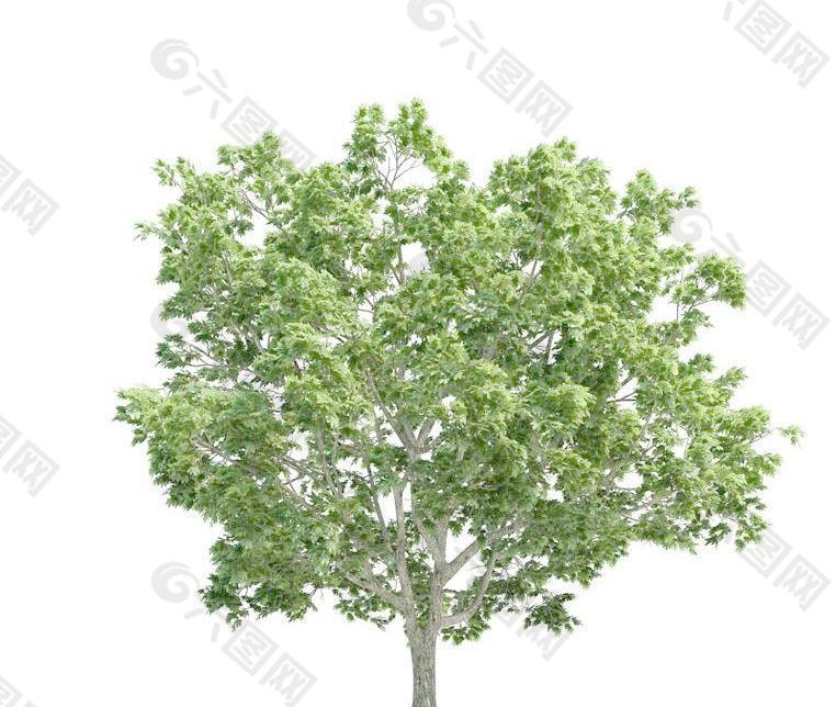 高精细挪威槭 桐状槭Acer platanoides(带贴图)