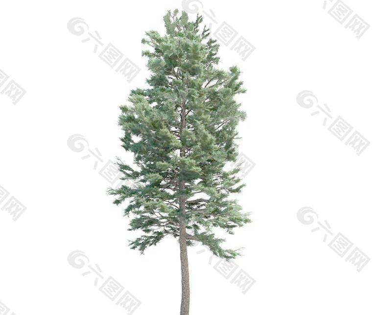 高精细樟子松 pinus sylvestris(带贴图)