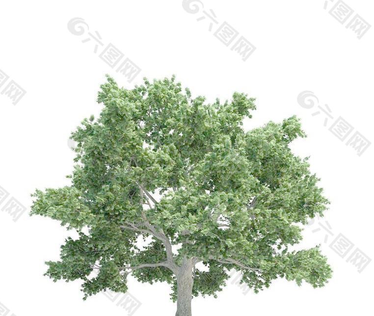 高精细糖槭树 Acer saccharum(带贴图)