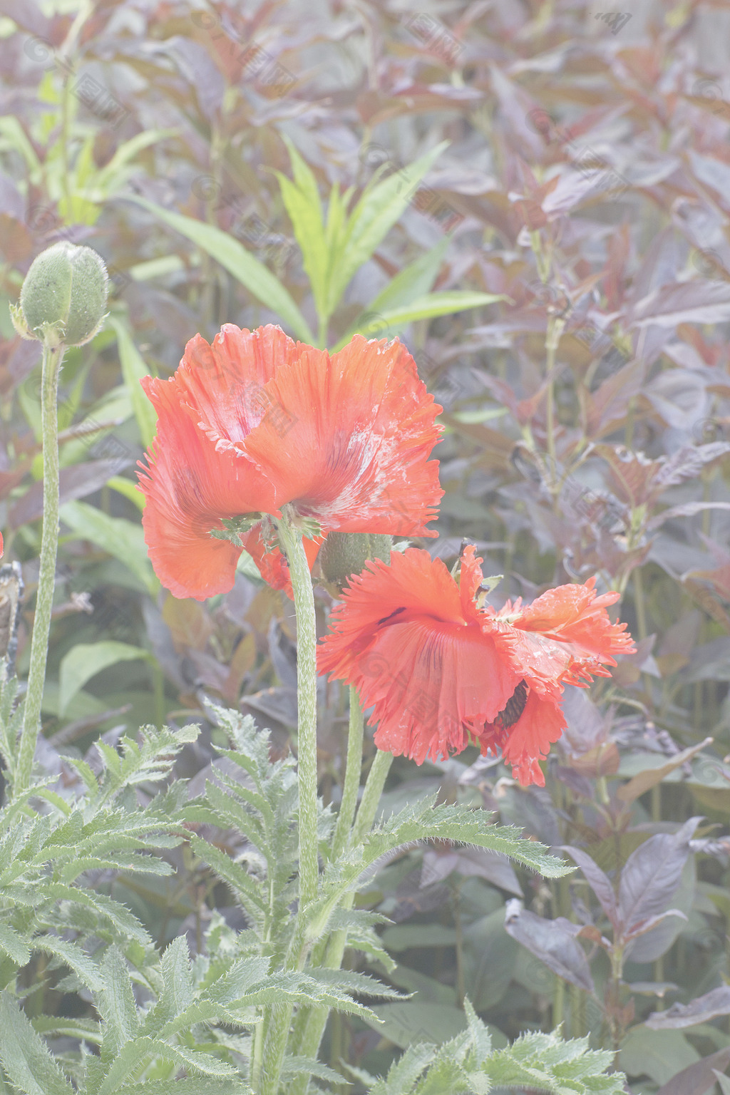 红色的花朵