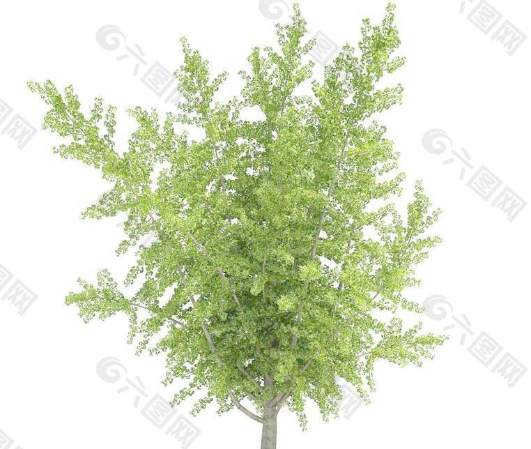 高精细银杏叶树 Ginkgo biloba tree(带贴图)