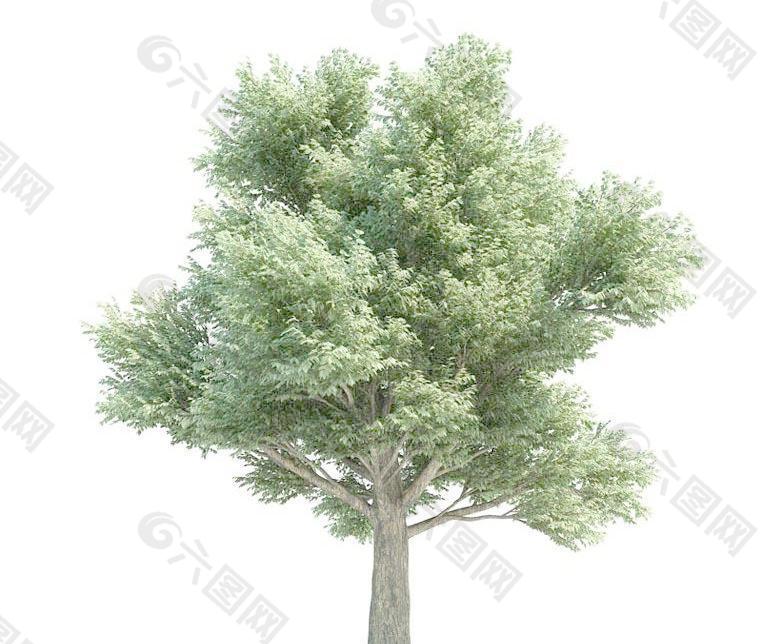 高精细栎树 Quercus petraea tree(带贴图)