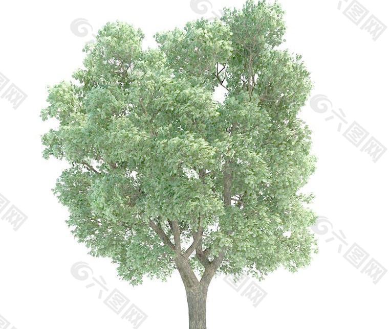 高精细榆树Ulmus tree(带贴图)