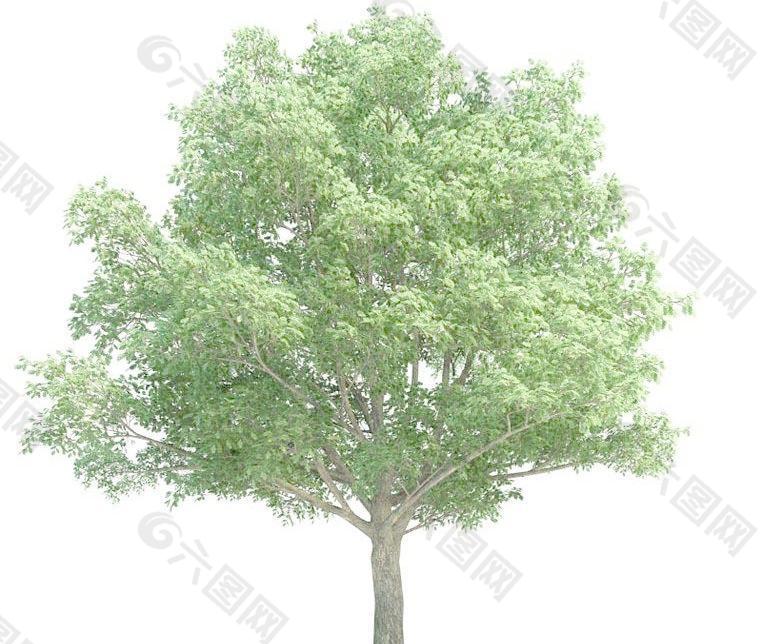 高精细夏栎树Quercus robur tree(带贴图)