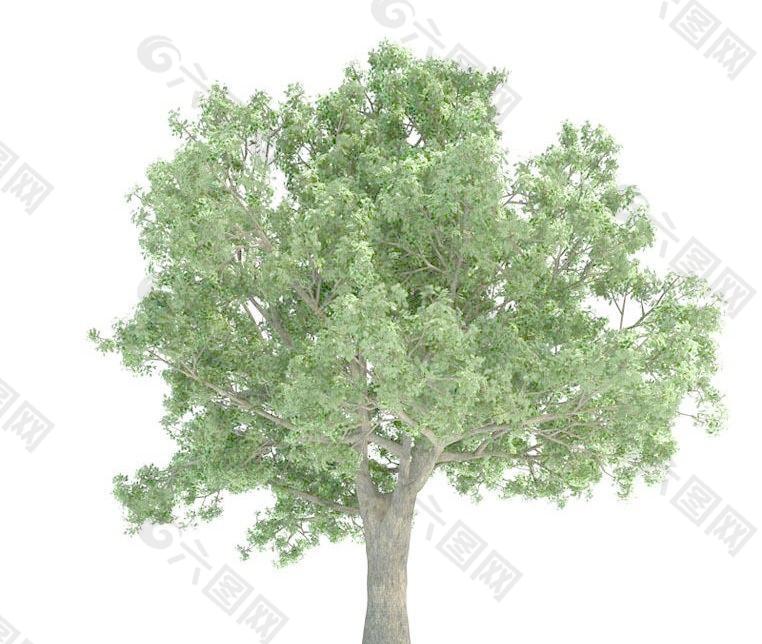 高精细栎树Quercus tree 01(带贴图)