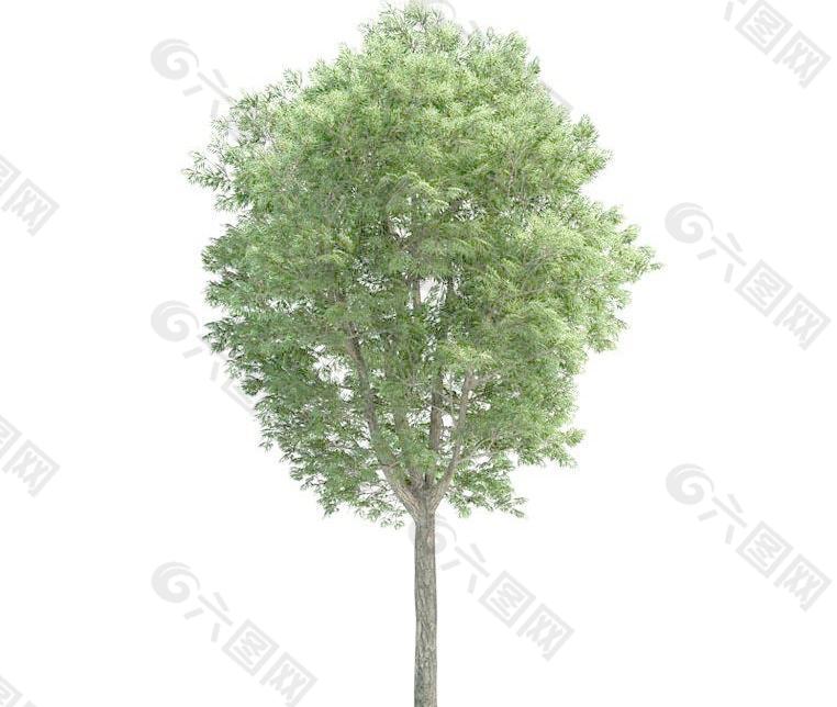 高精细白蜡树Fraxinus tree(带贴图)