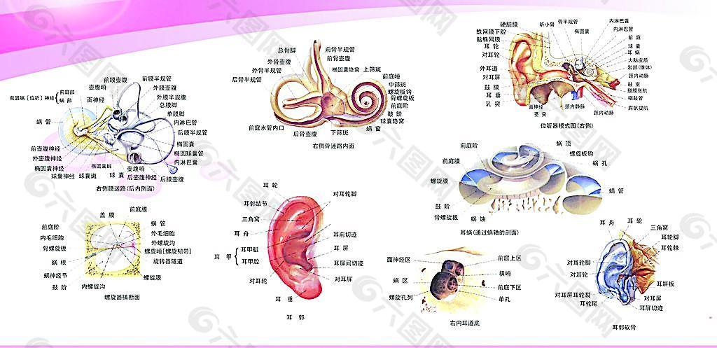 耳鼻喉图片