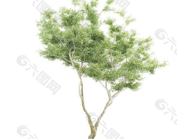 高精度树木Tree 052