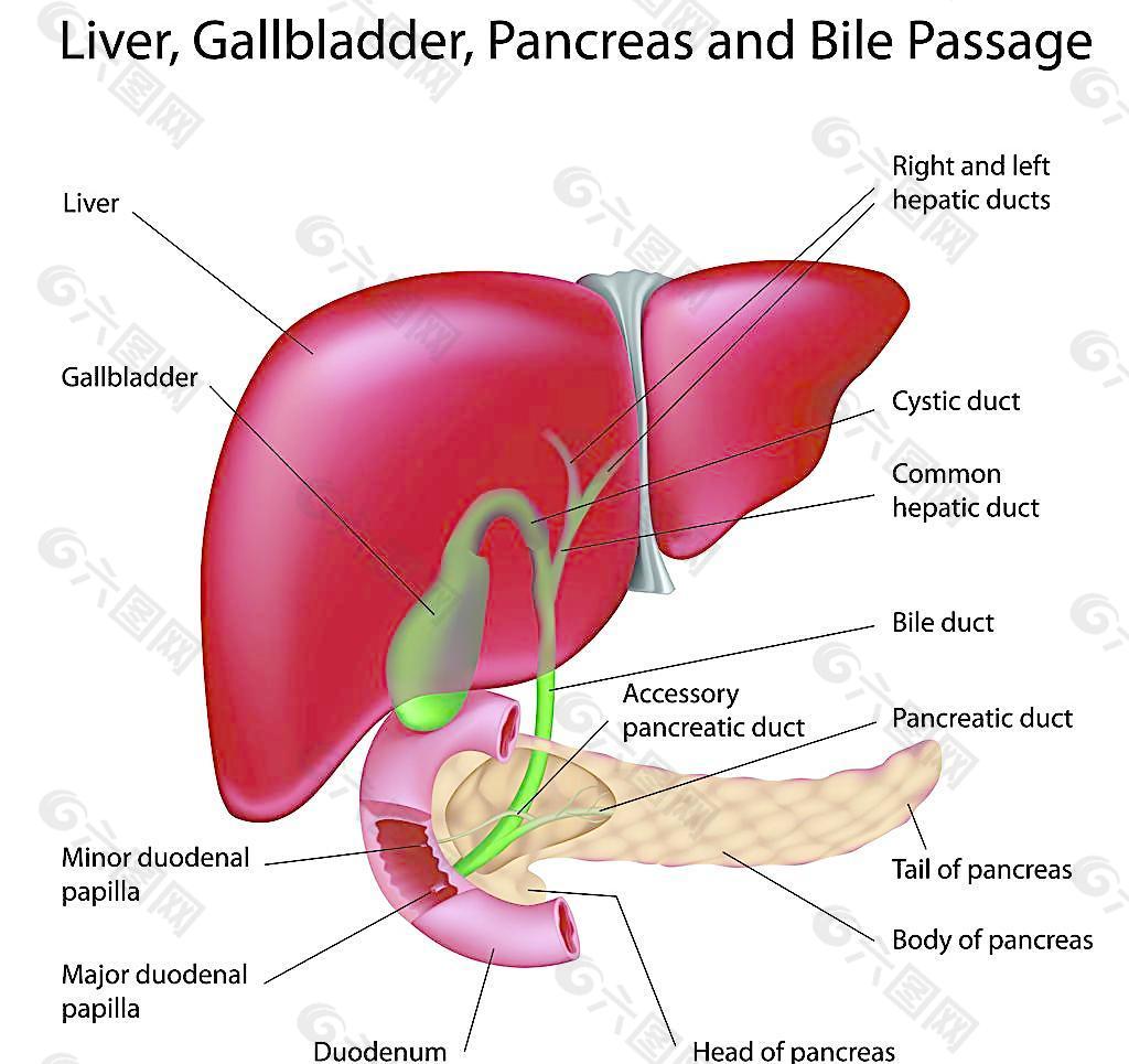 肝脏图片