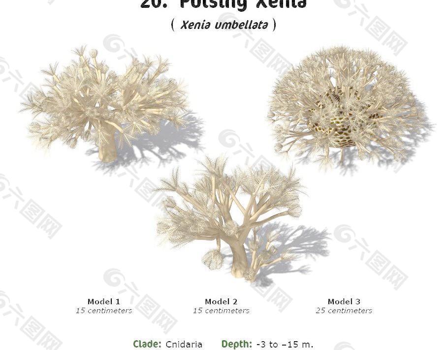 RS20 Xenia umbellata Pulsing Xenia 海底植物