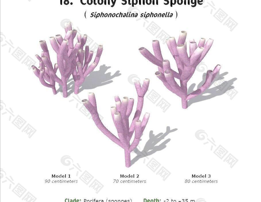 RS18 Siphonochalina siphonella Colony Siphon Sponge 虹吸海绵