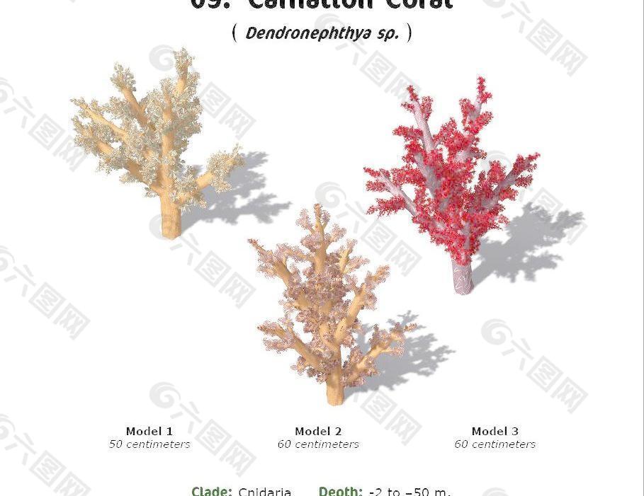 RS09 Dendronephthya sp.Carnation Coral 珊瑚