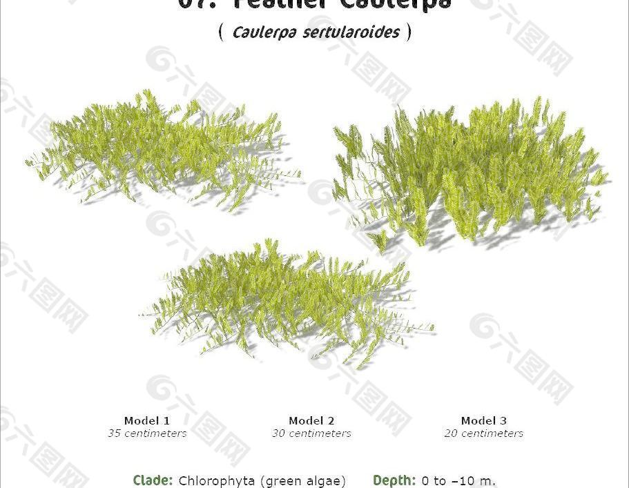 RS07 Caulerpa sertularoides Feather Caulerpa 海底植物