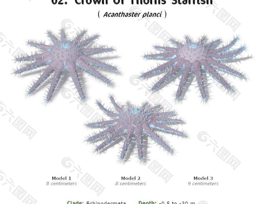 RS02 Acanthaster planci Crown Of Thorns Starfish 荆棘王冠海星