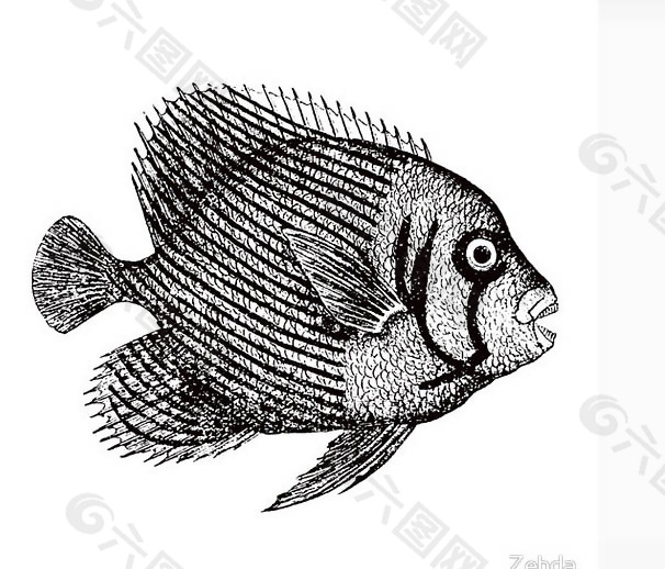 位图 动物 鱼 色彩 黑白色 免费素材