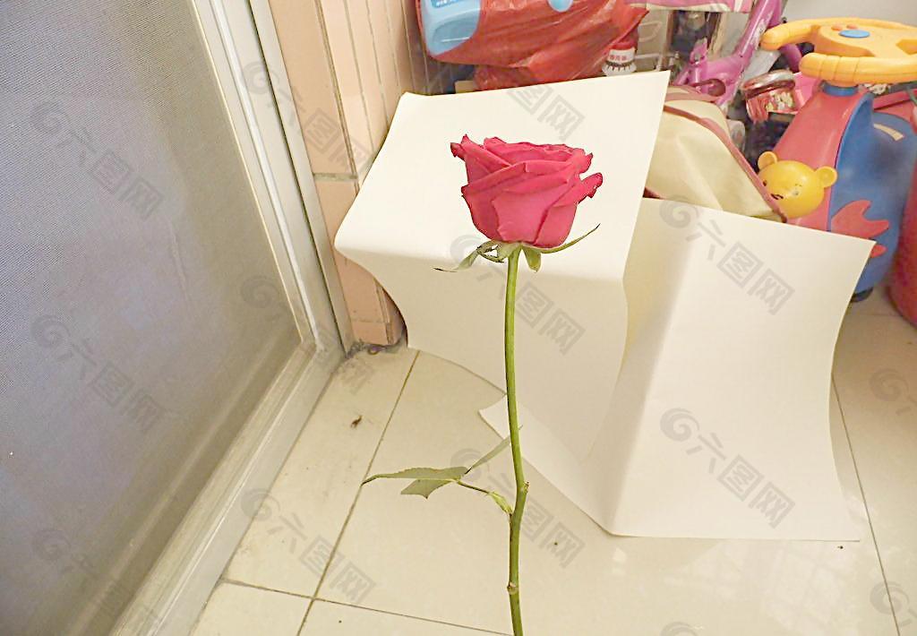 玫瑰花 爱情 情人节图片