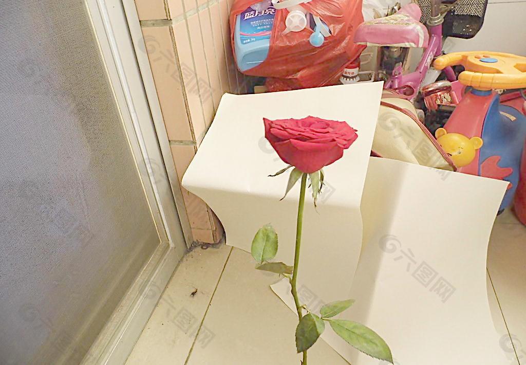 玫瑰花 爱情 情人节图片