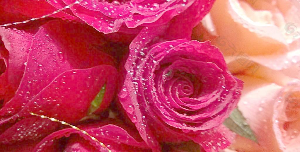 红玫瑰 粉玫瑰图片