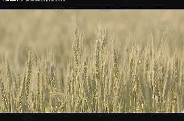 小麦成熟特写视频素材图片