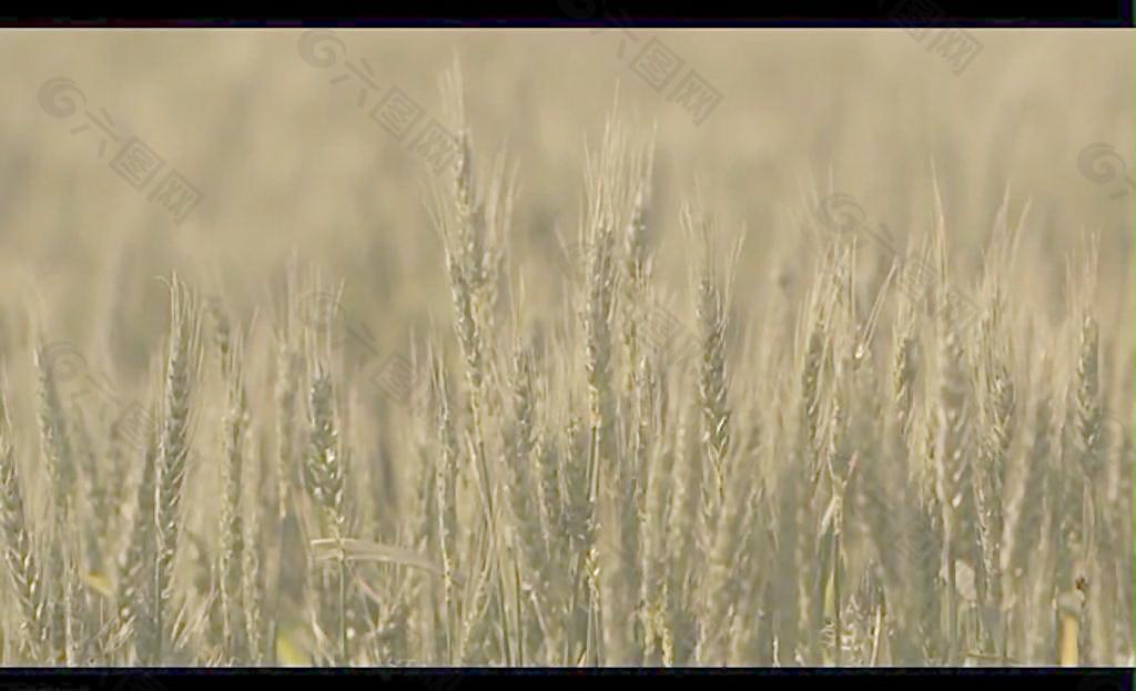 小麦视频素材图片