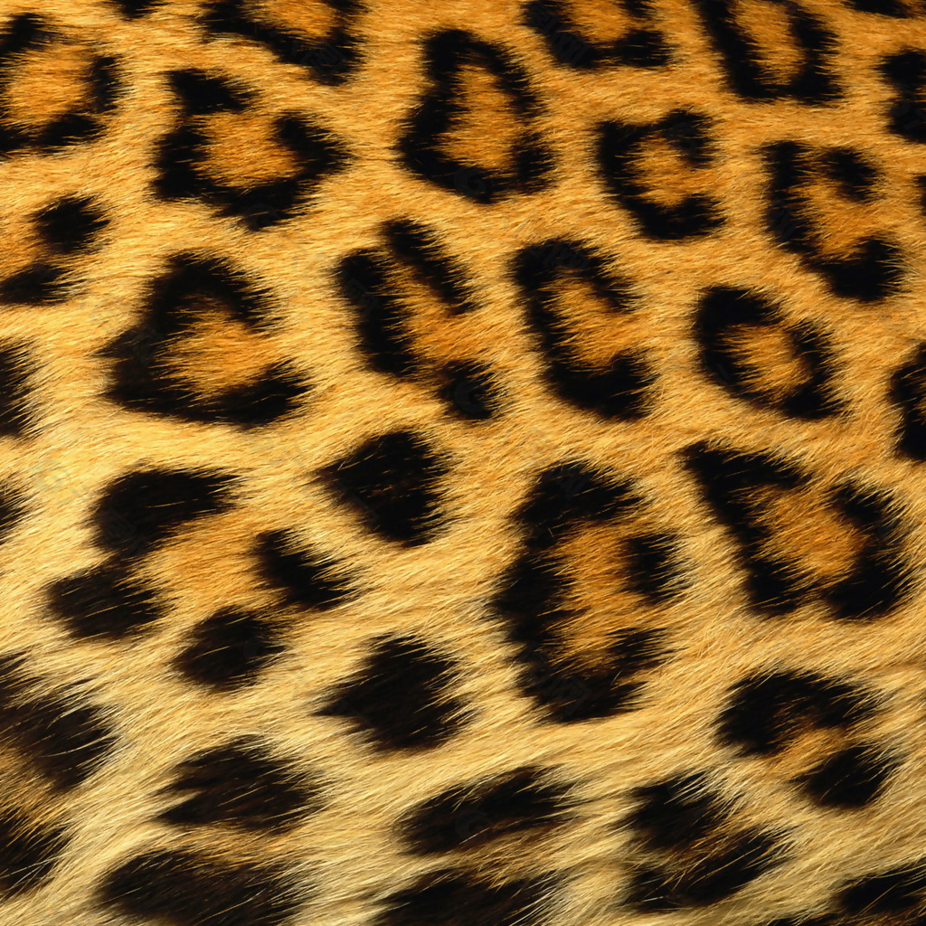 实物面料 动物皮纹 豹纹 免费素材