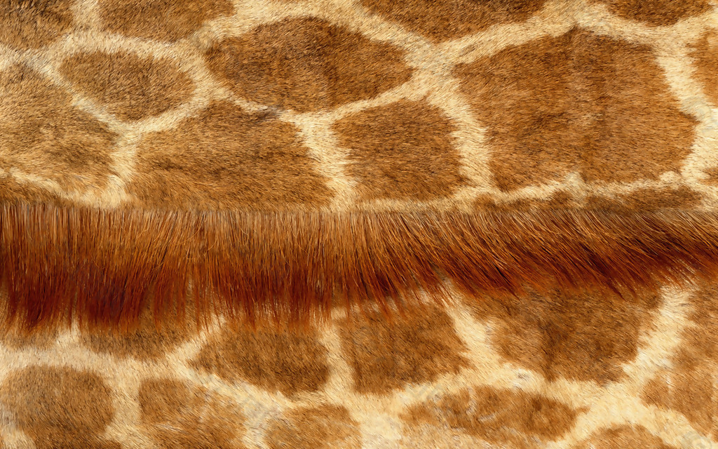 实物面料 动物皮纹 长颈鹿皮 免费素材