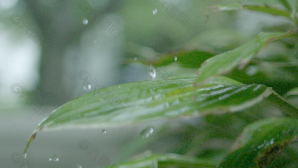 慢动作的雨，库存的录像 视频免费下载