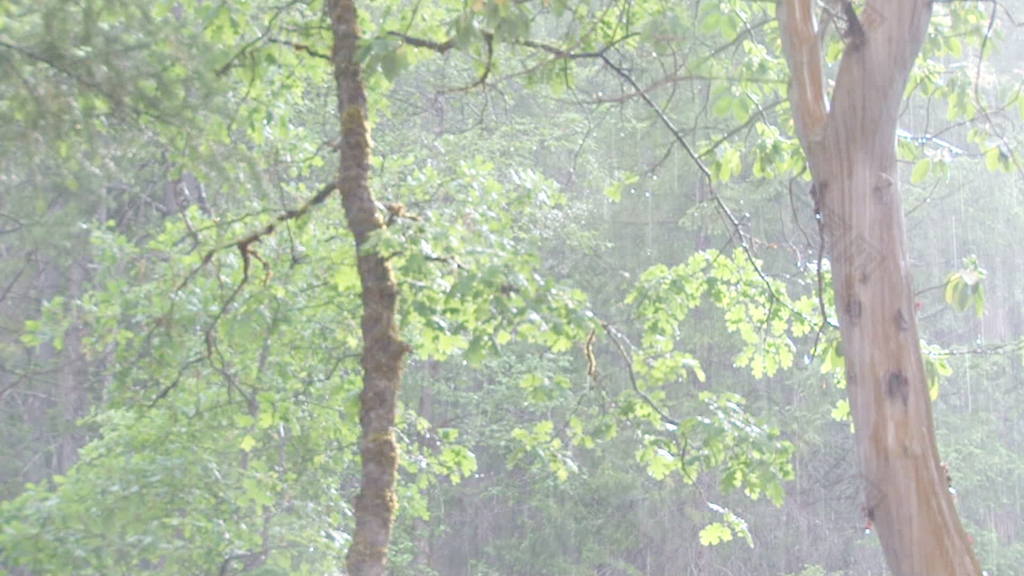在阳光明媚的森林蓄积的视频片段，雨 视频免费下载