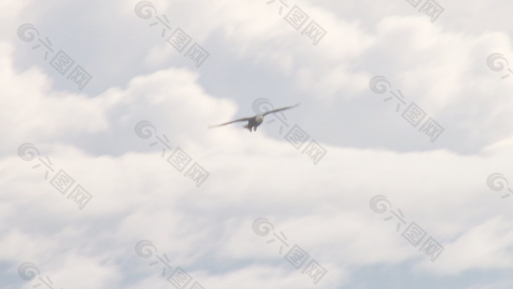 鹰翱翔在蓬松的白云，股票视频 视频免费下载