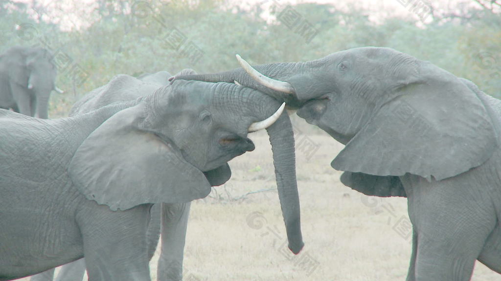 大象玩股票的录像 视频免费下载