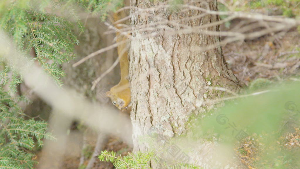 森林松鼠跳跃的树木4K超高清 视频免费下载